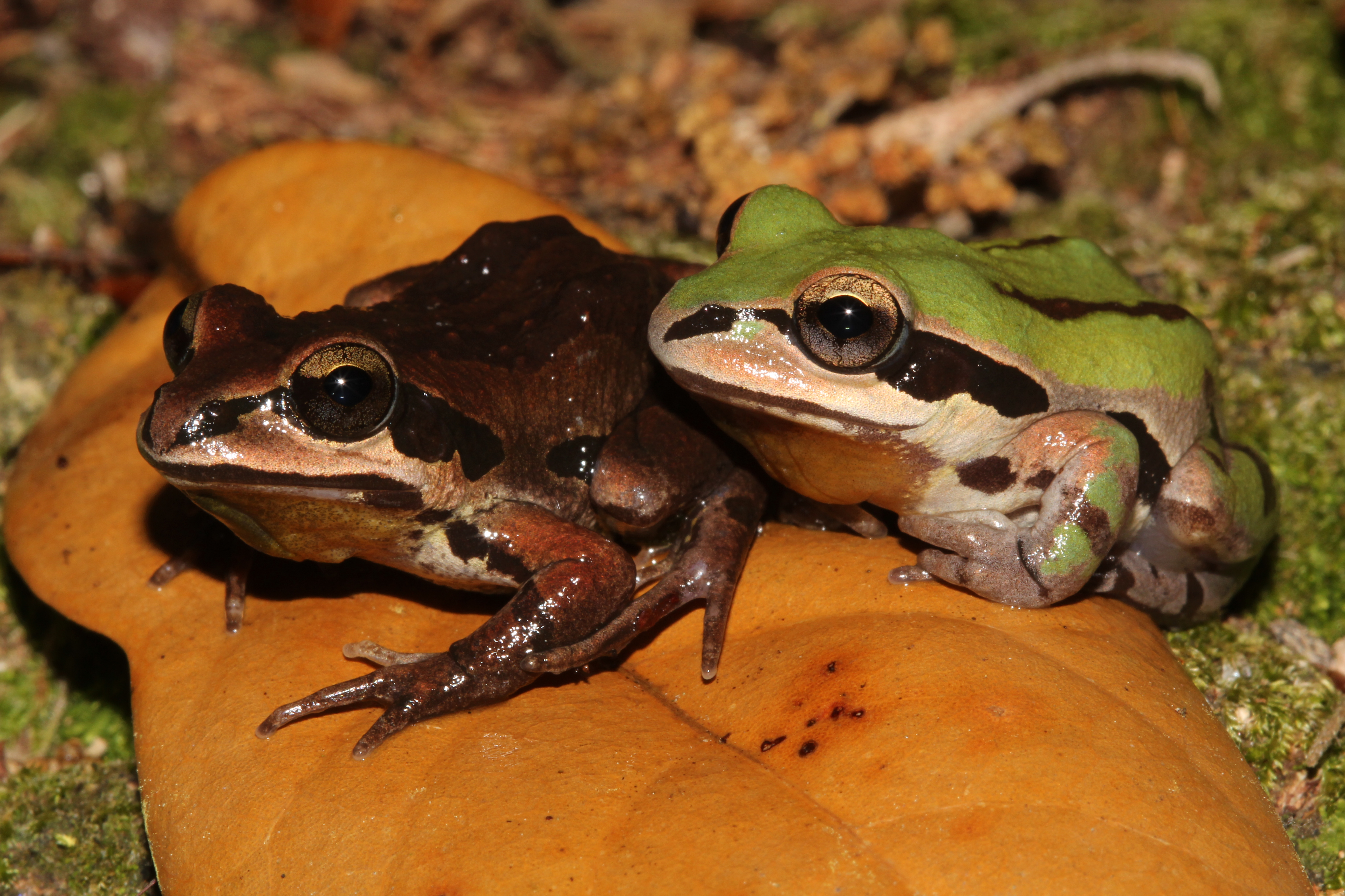 Ornate chorus frogs on a leaf