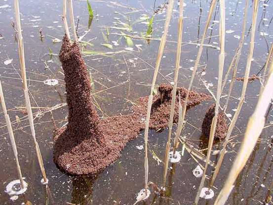 Floating colony of wetland ants