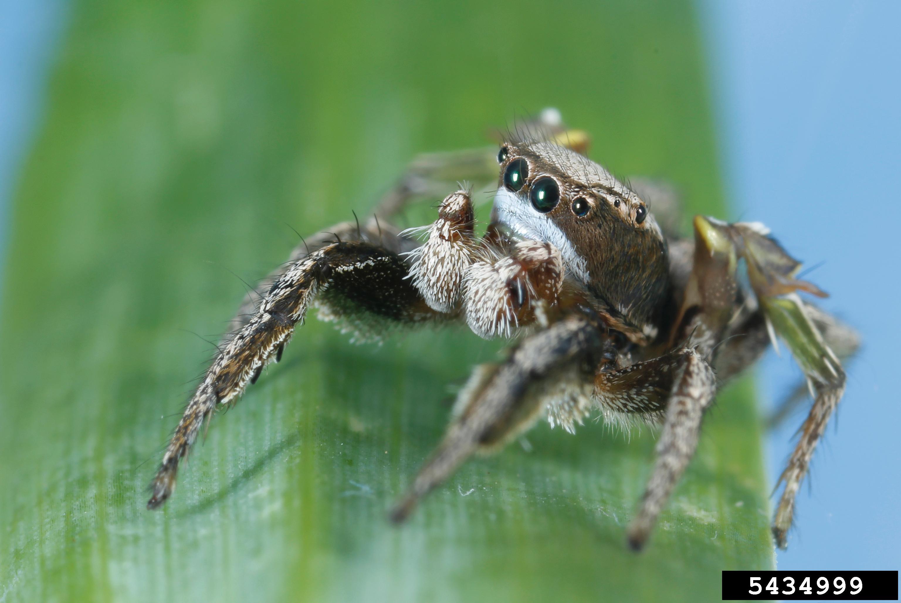 Jumping spider on a leaf