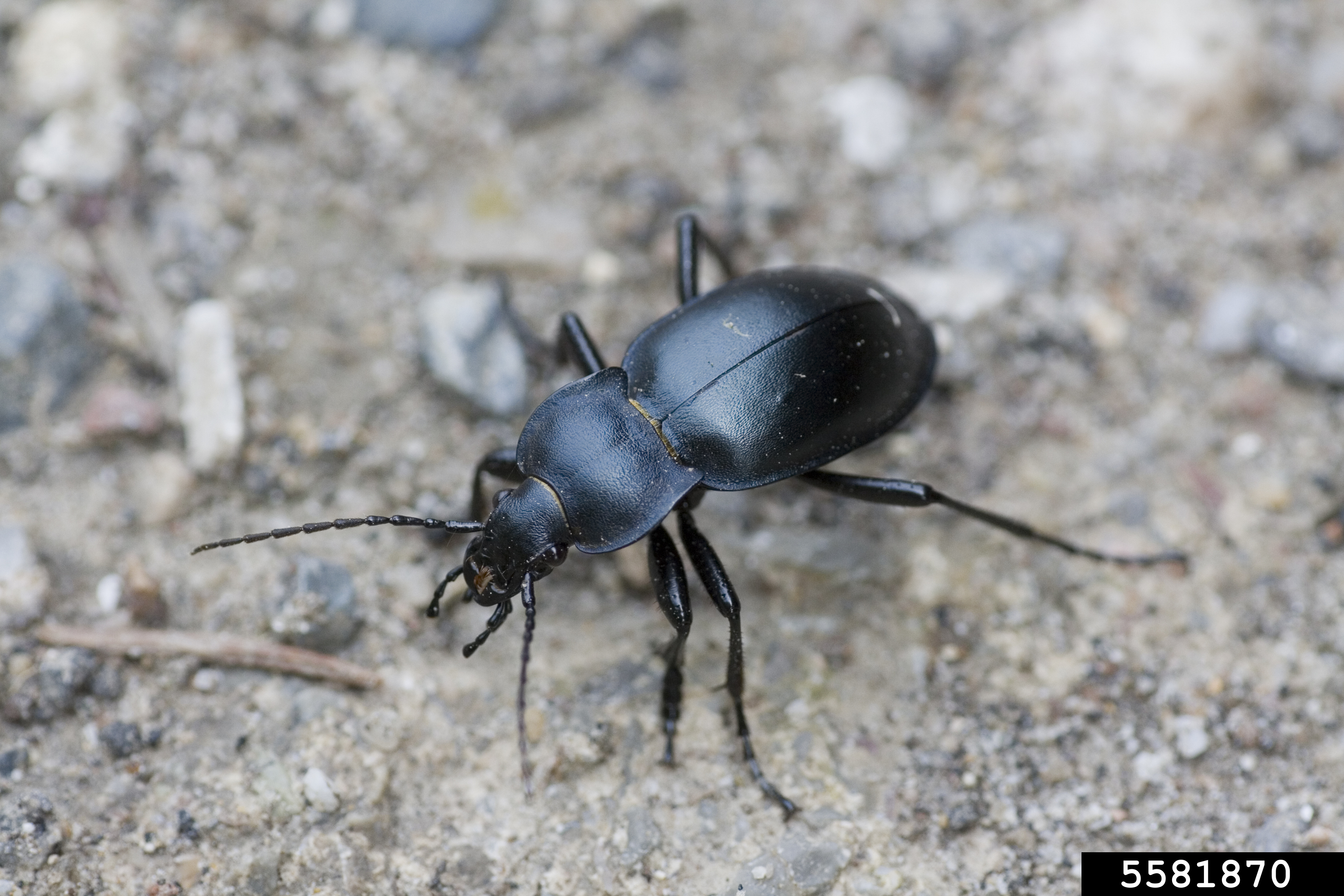 ground beetle