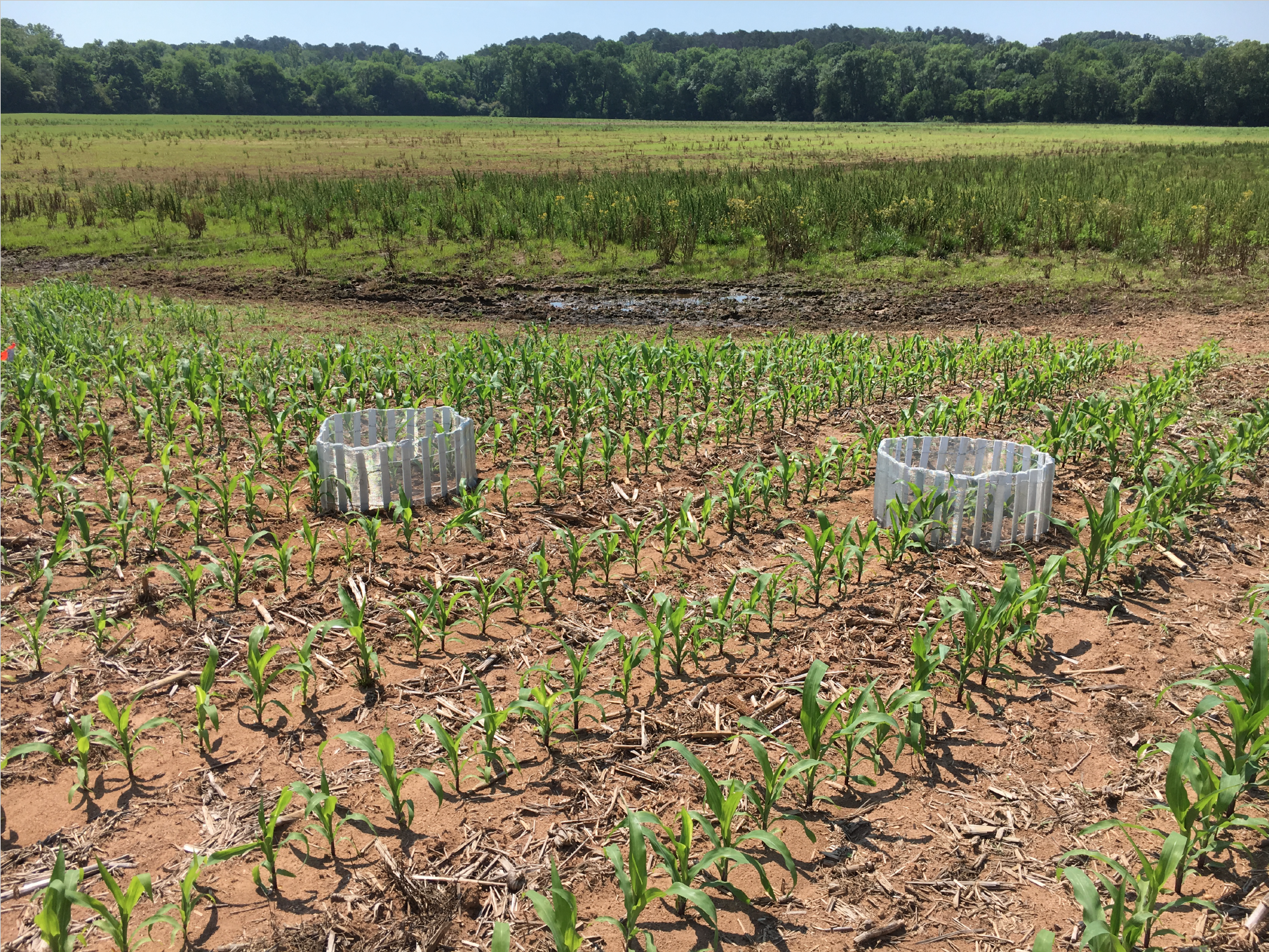 Experimental corn field at Iron Horse farm