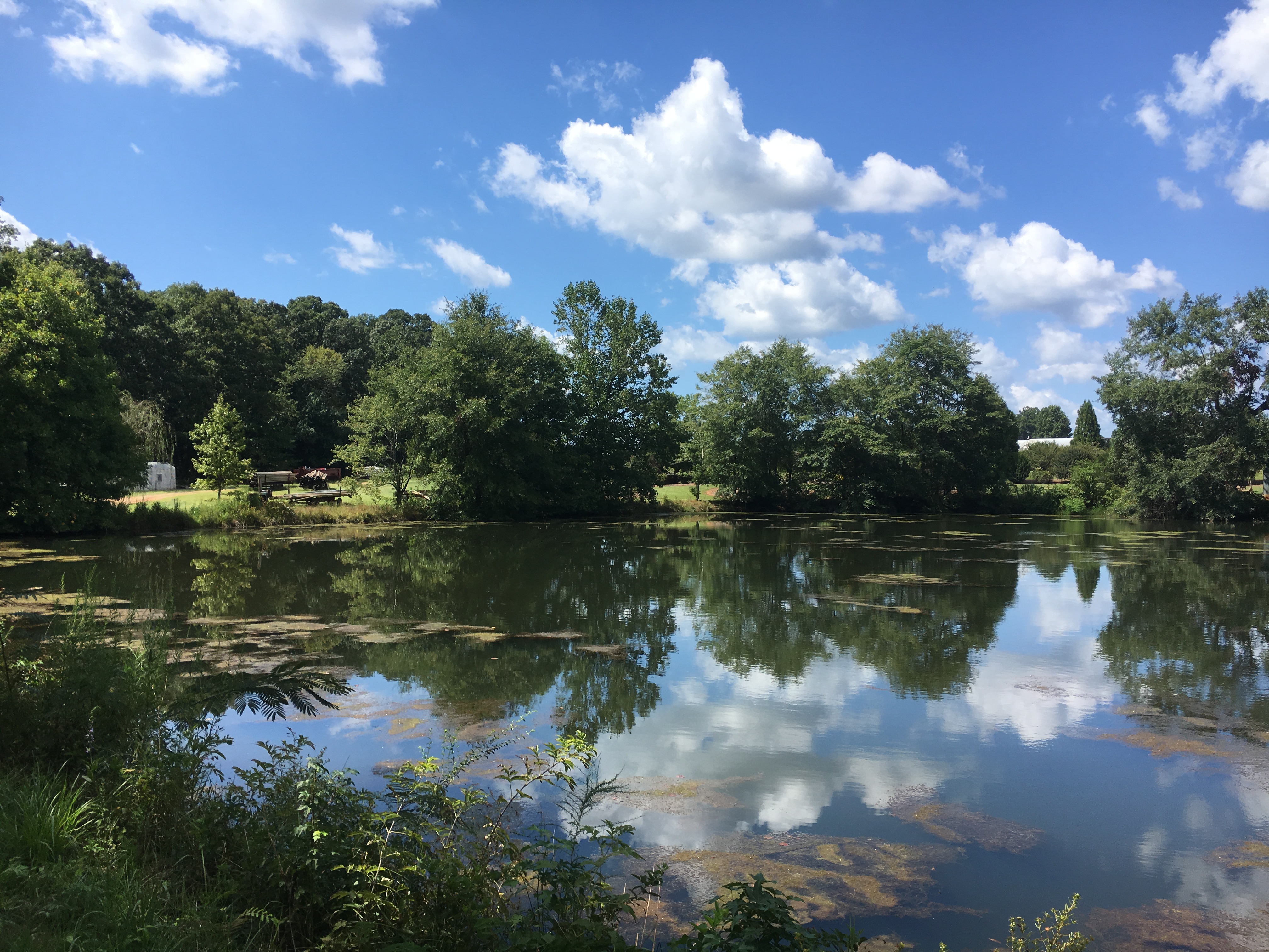 Farm pond