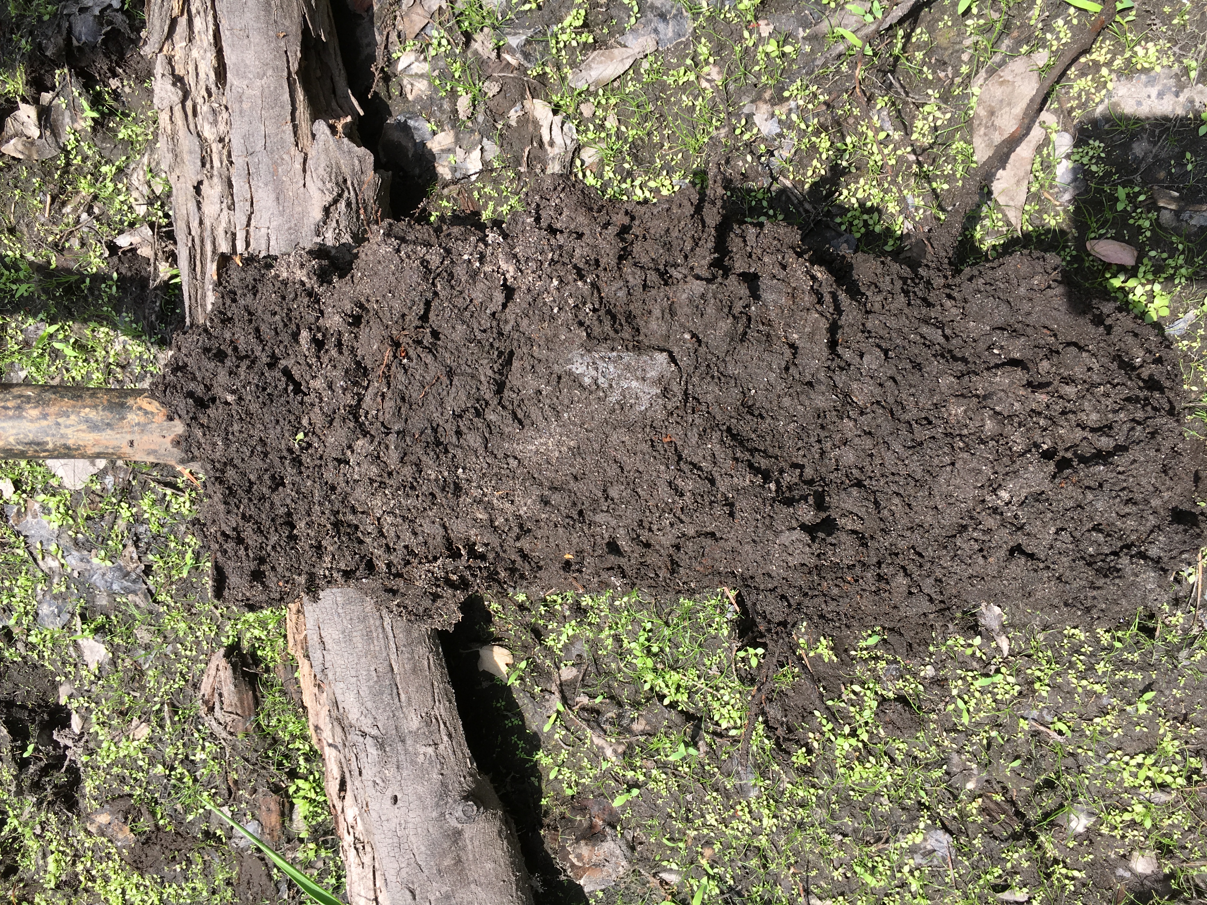 Waterlogged wetland soil