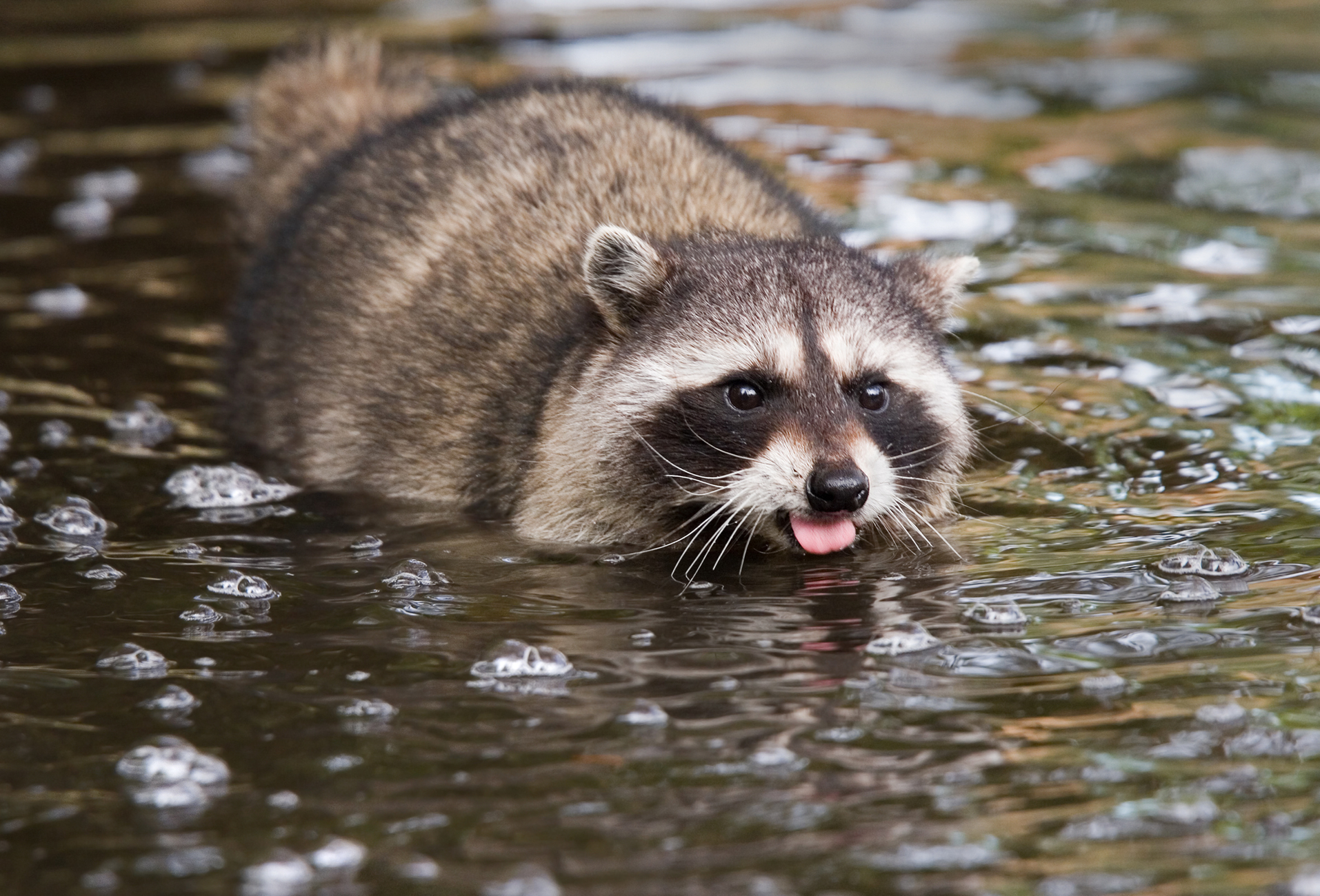 Raccoon in wetland