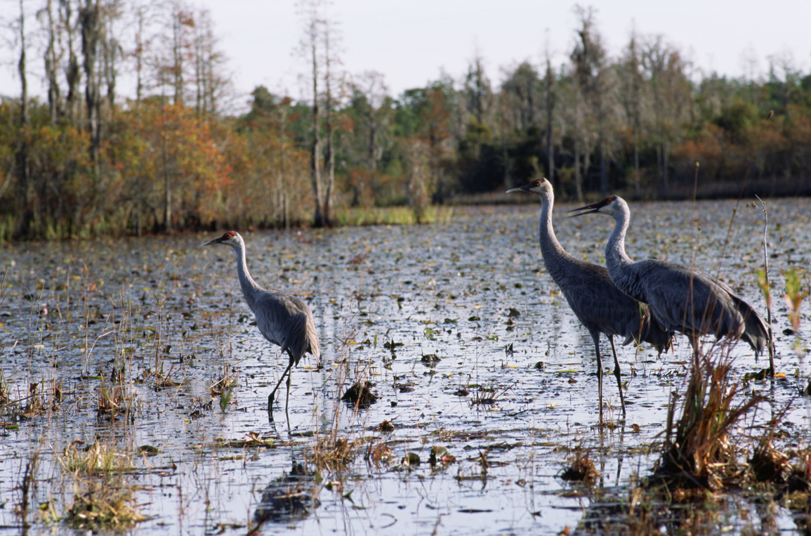 Florida sandhill cranes in Okefenokee swamp