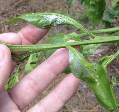 leafminer trails on leaves