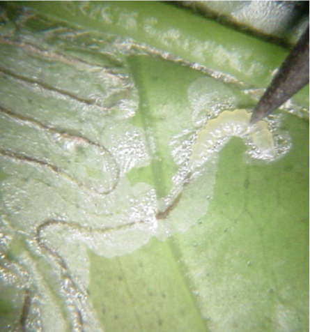 Larvae inside leaf