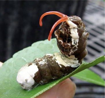 Giant swallowtail caterpillar on a leaf