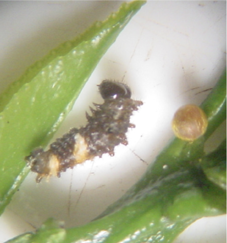 Giant swallowtail larva and egg on a plant