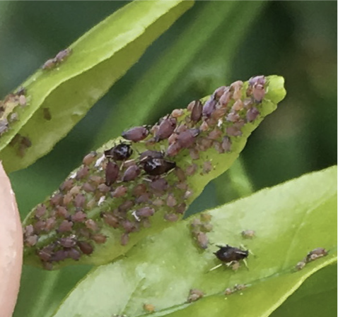 Brown citrus aphids covering a leaf