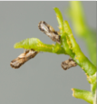 Asian citrus psylid adult on a leaf