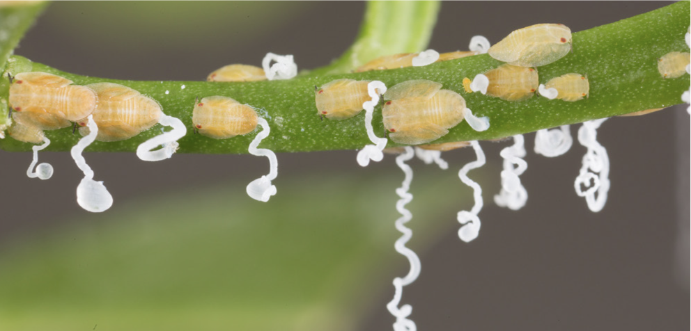 Asian citrus psylid nymphs on a leaf