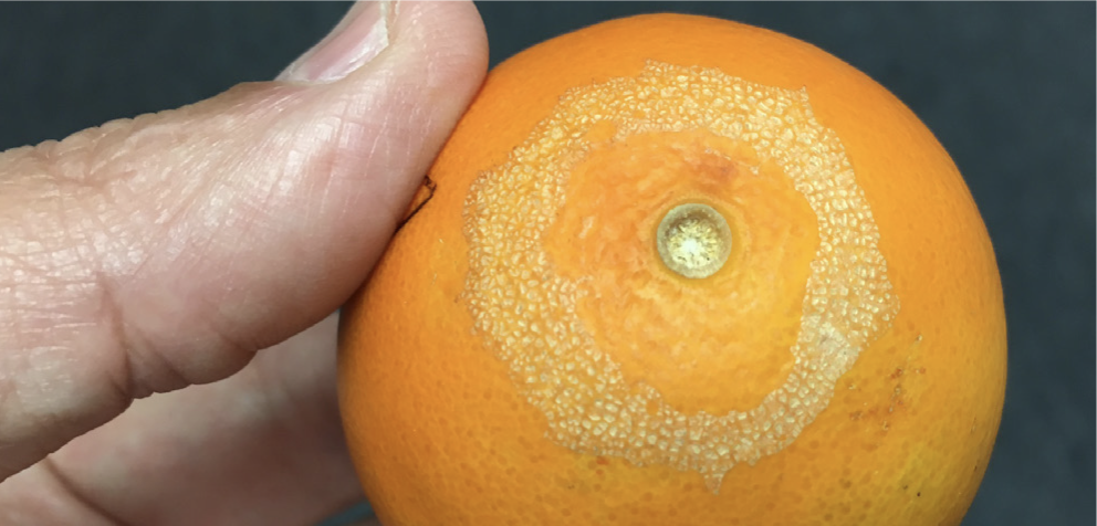 Ring-shaped damage on orange rind