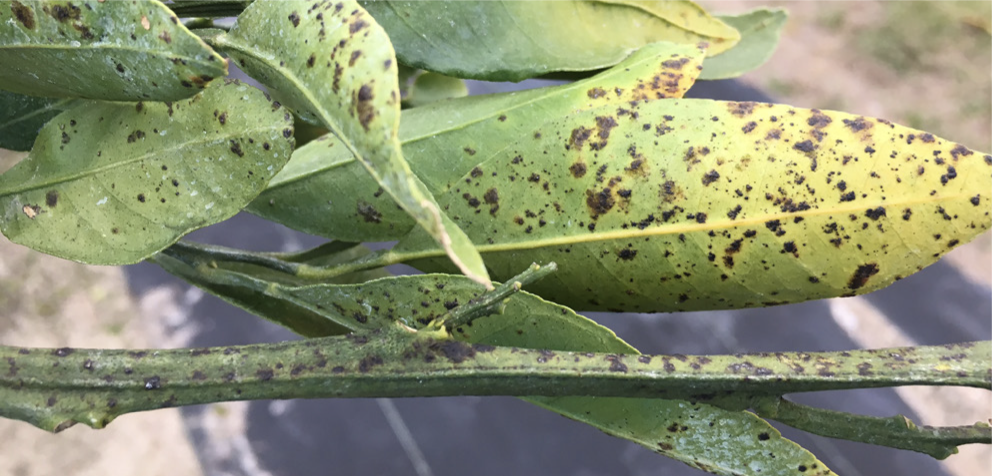 Greasy spots symptoms on older foliage