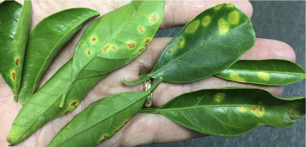 Alternaria leaf spots