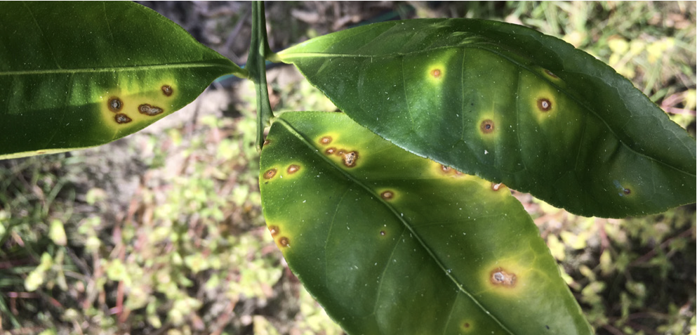 Citrus canker on leaf