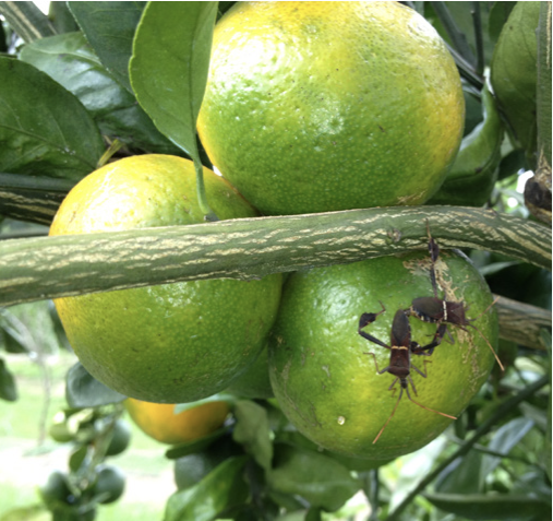 Leaf-footed bugs on citrus fruits