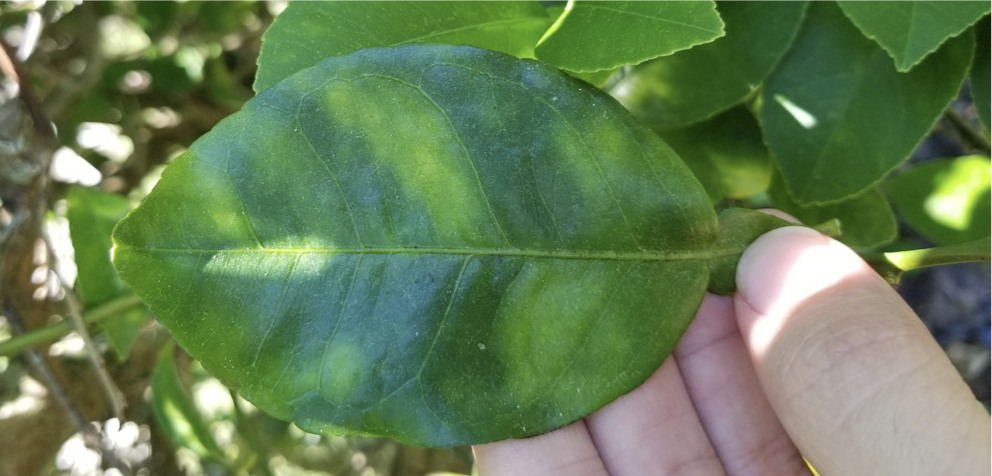 Asymmetrical yellowing of a leaf