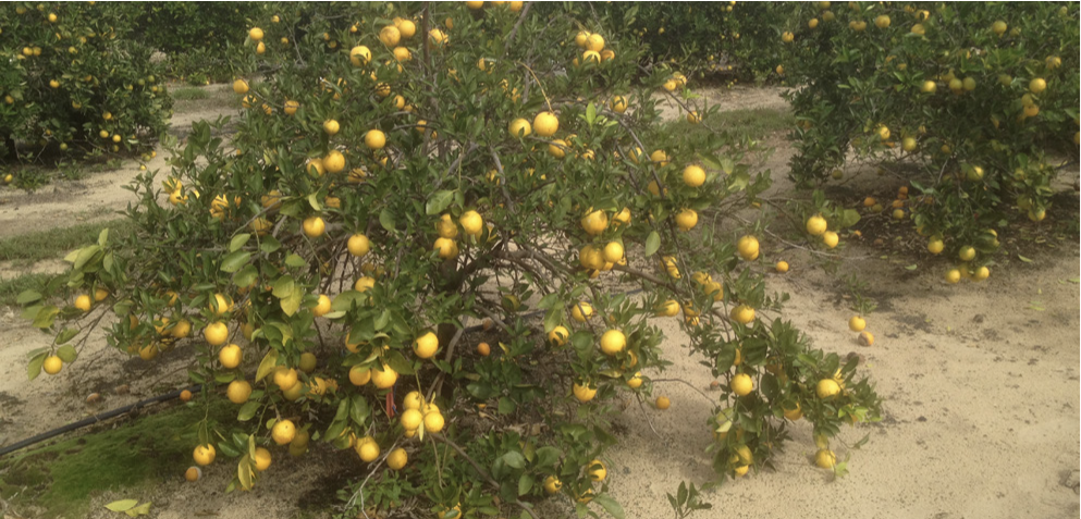 Droopy citrus plant