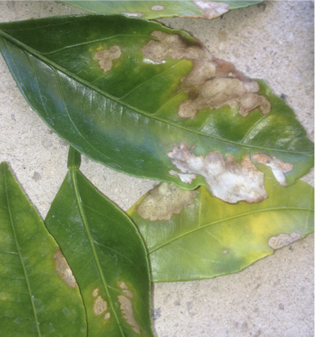 Anthracnose damage on a leaf