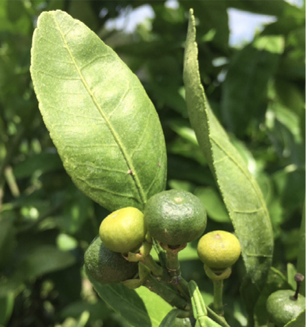 Fruit shed on satsumas