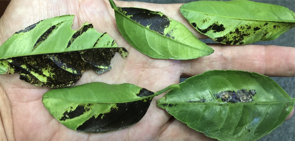 Brown gum spots on a leaf