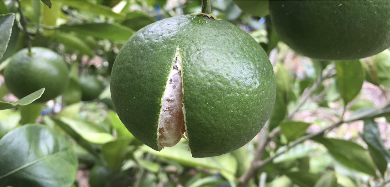 citrus split open on the tree