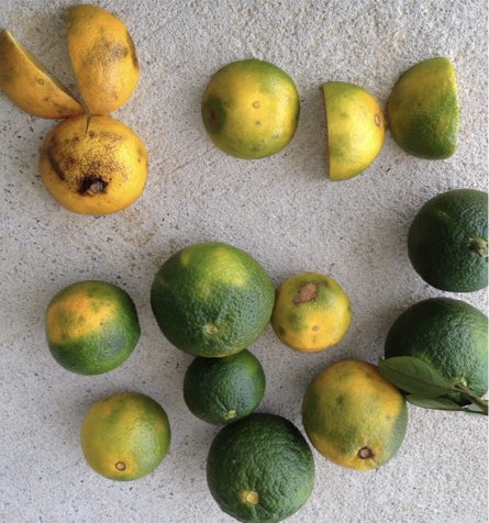 Whole and cut citrus fruits