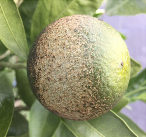 citrus fruit with ashy colored rust mite damage