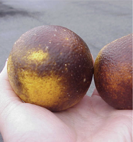 citrus fruit with rust colored rust mite damage