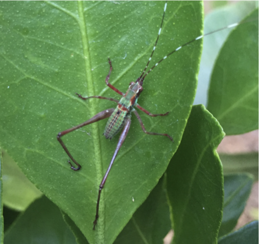 Katydid nymph on a leaf