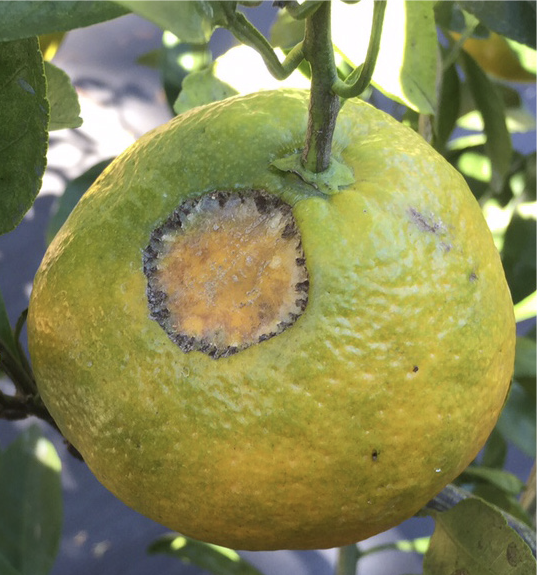 Katydid damage on fruit