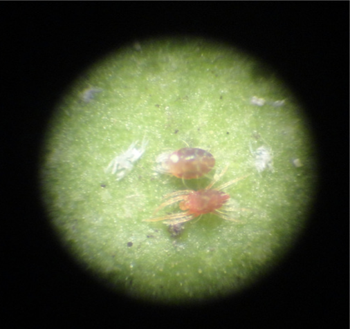Citrus red mite under dissecting scope