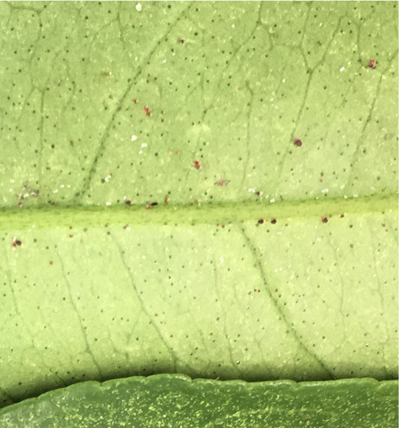 Citrus red mites near the mid vein of a leaf