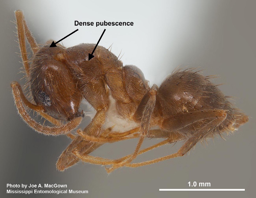 Pinned tawny crazy ant with arrows pointing to dense pubescence on head and thorax