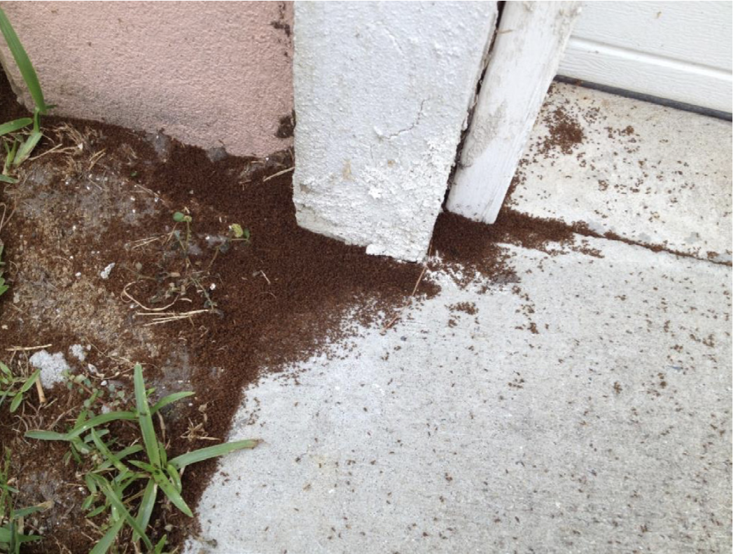 Dead tawny crazy ants under outside door frame