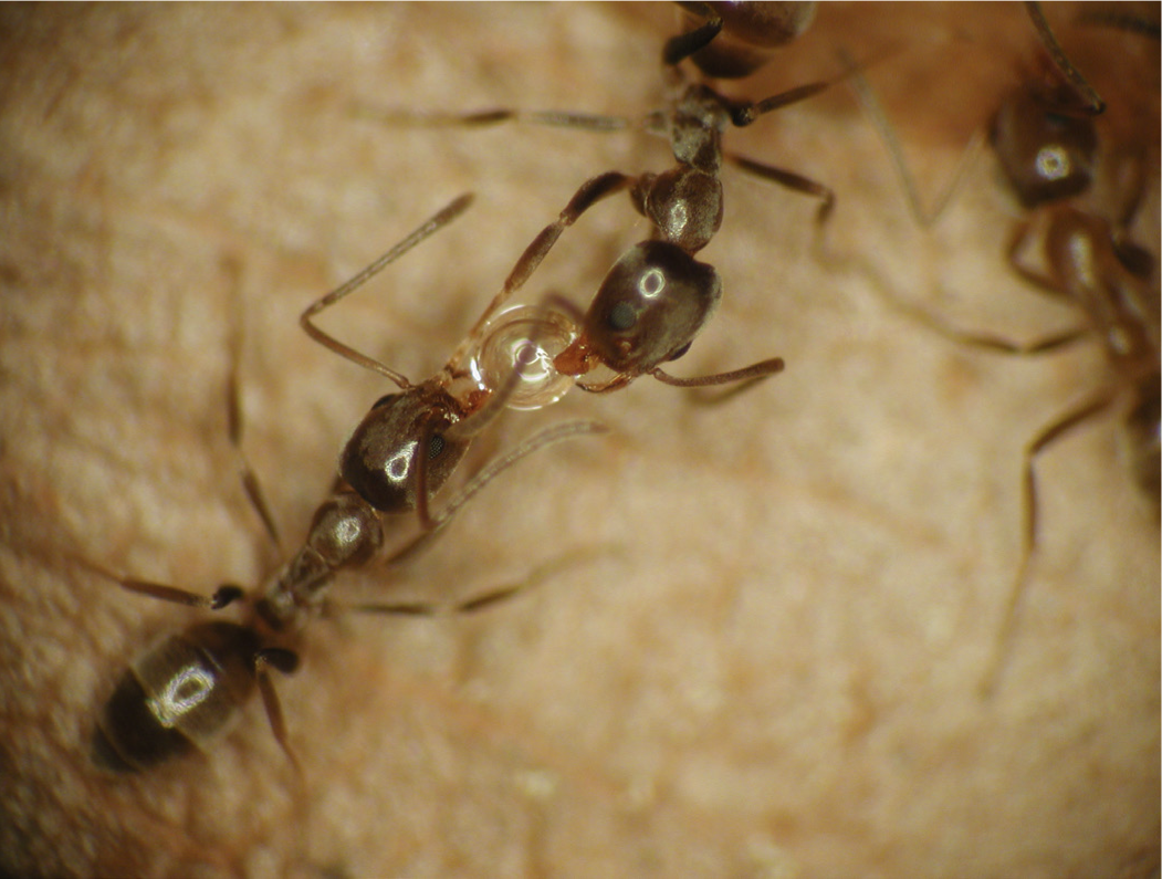 Ants exchanging food