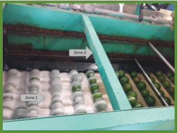 Conveyor belt rolling produce