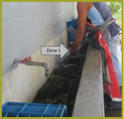 Employee washing produce