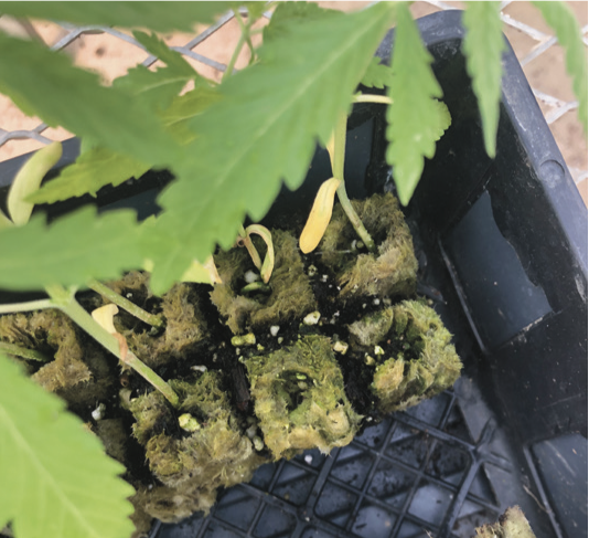 An autoflowefing hemp cultivar growing using grow cubes