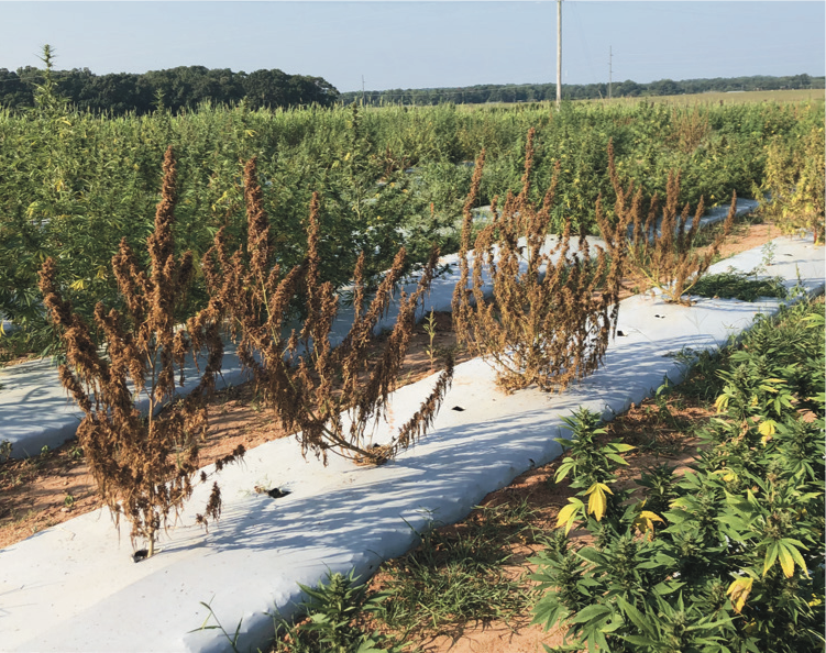 Photo of multiple plants with southern blight disease