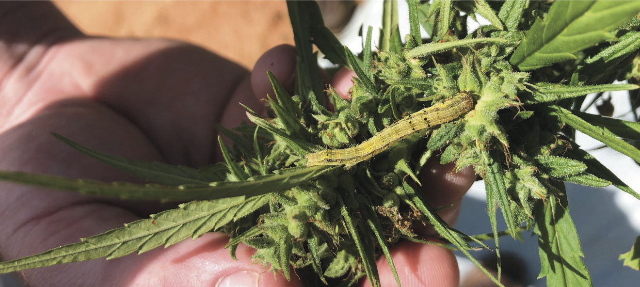 Budworm feeding on female hemp flowers