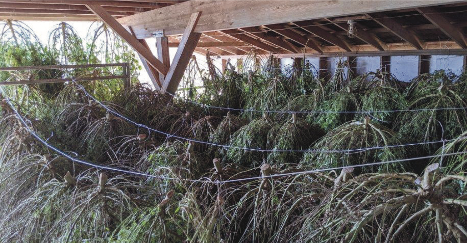 Hemp plants hanging in a barn to dry