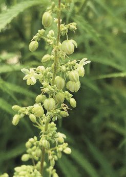 Male flowers on hemp