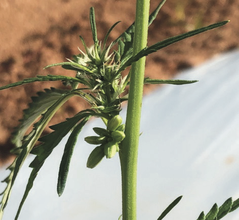 Hermaphrodite displaying both male and female flowers