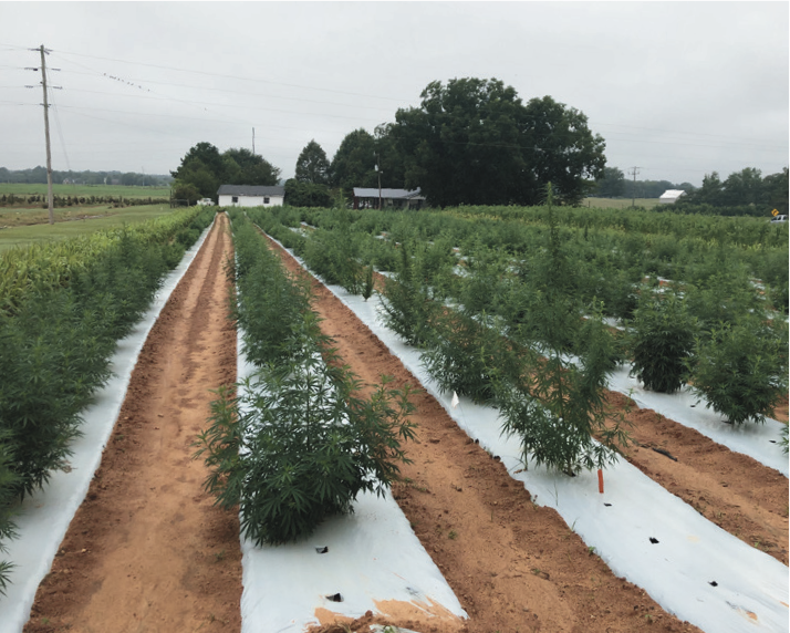 Hemp grown using plastic mulch