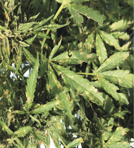 Cercospora leaf spot on a hemp plant