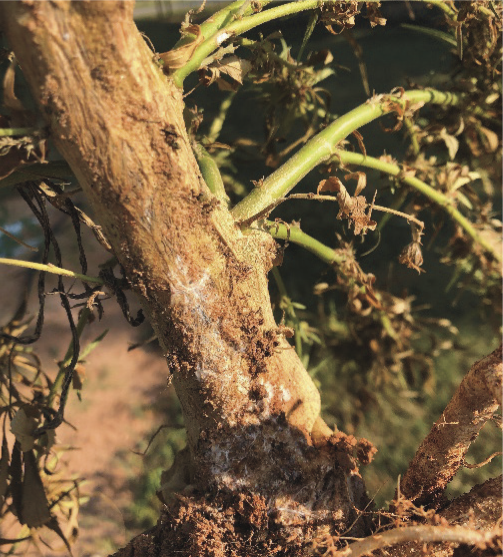 Southern blight on a hemp plant