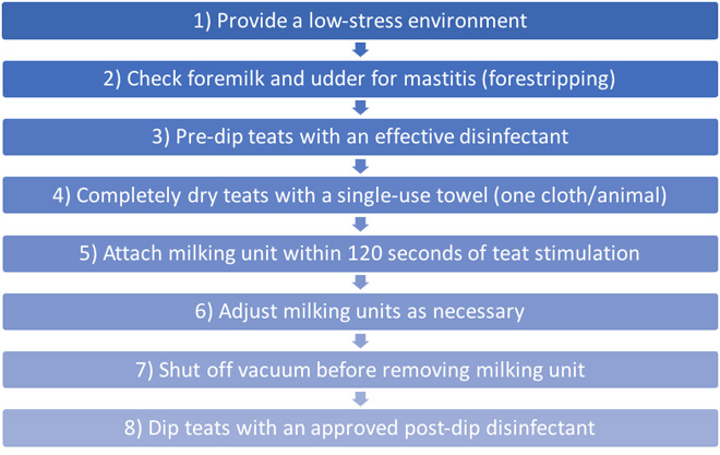 Flowchart listing best practices for milking: 1) Provide a low-stress environment. 2) Check foremilk and udder for mastitis (forestripping). 3) Pre-dip teats with an effective disinfectant. 4) Completely dry teats with a single-use towel (one cloth/animal). 5) Attach milking unit within 120 seconds of teat stimulation. 6) Adjust milking units as necessary. 7) Shut off vacuum before removing milking unit. 8) Dip teats with an approved post-dip disinfectant.