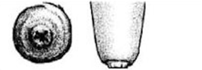 Illustration of the bottom and side of a teat with a rough hyperkeratic ring